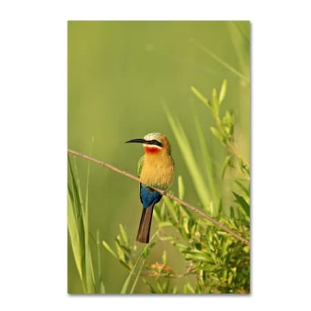 Robert Harding Picture Library 'Colorful Birds' Canvas Art,22x32